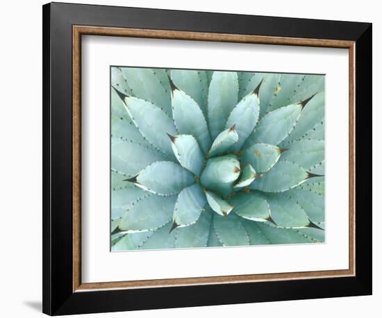 Agave, Desert Botanical Museum, Phoenix, Arizona, USA-Rob Tilley-Framed Photographic Print