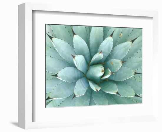 Agave, Desert Botanical Museum, Phoenix, Arizona, USA-Rob Tilley-Framed Photographic Print