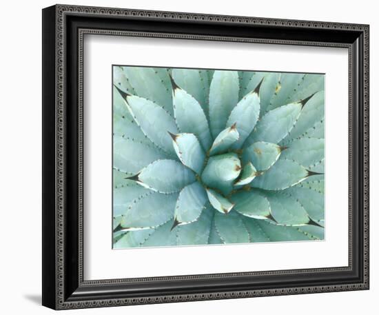 Agave, Desert Botanical Museum, Phoenix, Arizona, USA-Rob Tilley-Framed Photographic Print