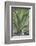 Agave Desmettiana Varigata Jacobi-Martin Child-Framed Photographic Print