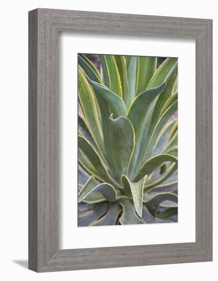 Agave Desmettiana Varigata Jacobi-Martin Child-Framed Photographic Print