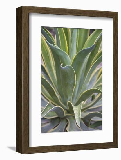 Agave Desmettiana Varigata Jacobi-Martin Child-Framed Photographic Print