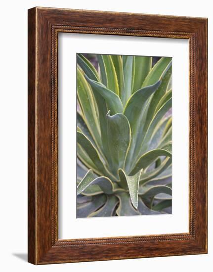 Agave Desmettiana Varigata Jacobi-Martin Child-Framed Photographic Print