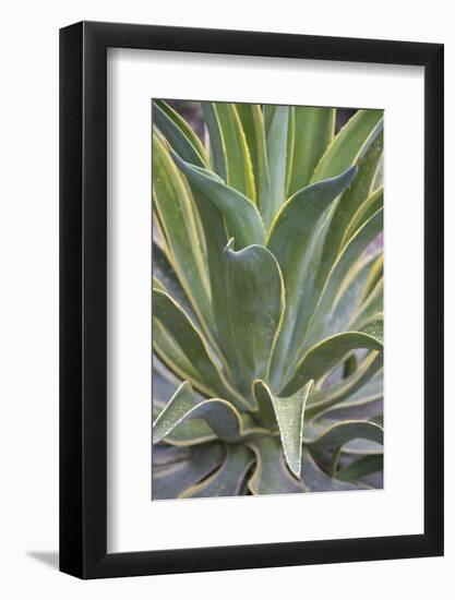 Agave Desmettiana Varigata Jacobi-Martin Child-Framed Photographic Print