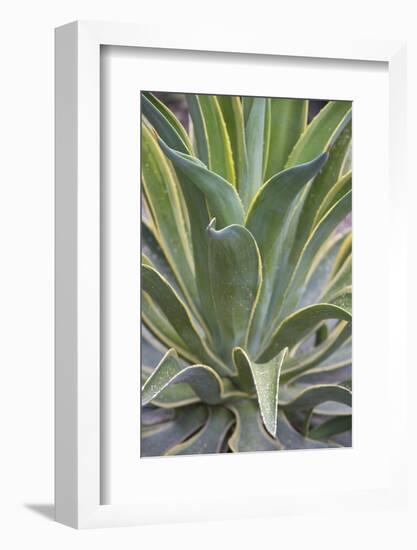 Agave Desmettiana Varigata Jacobi-Martin Child-Framed Photographic Print