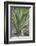 Agave Desmettiana Varigata Jacobi-Martin Child-Framed Photographic Print