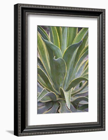 Agave Desmettiana Varigata Jacobi-Martin Child-Framed Photographic Print