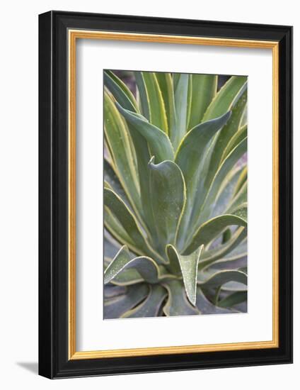 Agave Desmettiana Varigata Jacobi-Martin Child-Framed Photographic Print