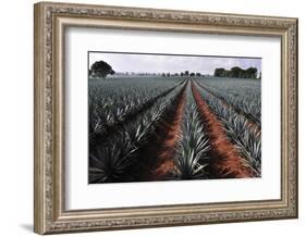 Agave Field for Tequila Production, Jalisco, Mexico-T photography-Framed Photographic Print