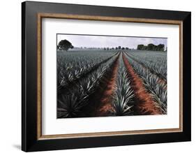 Agave Field for Tequila Production, Jalisco, Mexico-T photography-Framed Photographic Print
