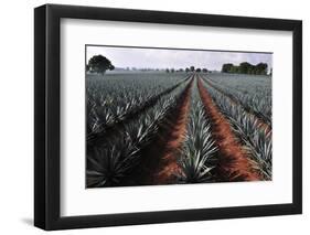 Agave Field for Tequila Production, Jalisco, Mexico-T photography-Framed Photographic Print