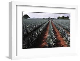 Agave Field for Tequila Production, Jalisco, Mexico-T photography-Framed Photographic Print