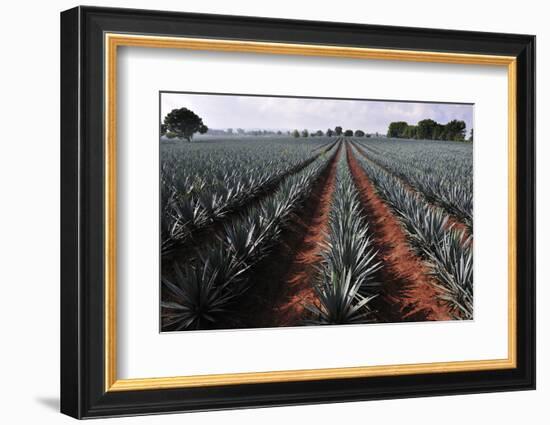 Agave Field for Tequila Production, Jalisco, Mexico-T photography-Framed Photographic Print