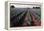 Agave Field for Tequila Production, Jalisco, Mexico-T photography-Framed Premier Image Canvas