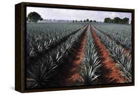 Agave Field for Tequila Production, Jalisco, Mexico-T photography-Framed Premier Image Canvas