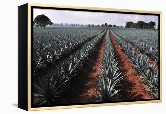 Agave Field for Tequila Production, Jalisco, Mexico-T photography-Framed Premier Image Canvas