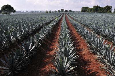 'Agave Field for Tequila Production, Jalisco, Mexico' Photographic Print -  T photography | Art.com