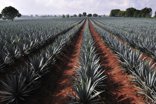 'Agave Field for Tequila Production, Jalisco, Mexico' Photographic Print -  T photography | Art.com