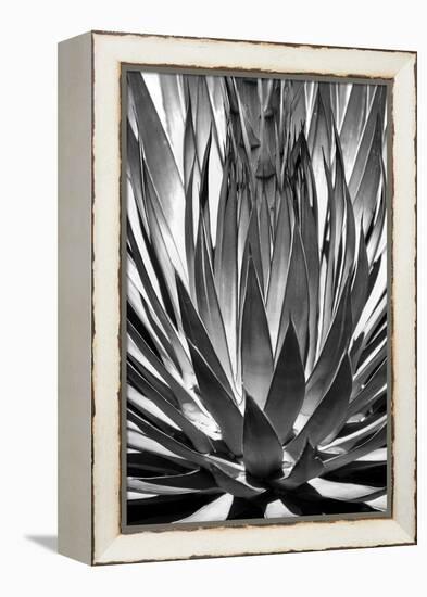 Agave Finale BW-Douglas Taylor-Framed Stretched Canvas