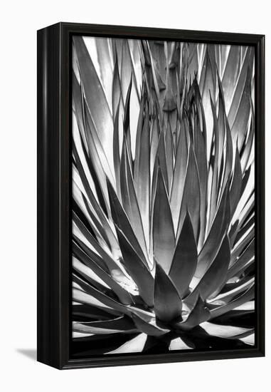 Agave Finale BW-Douglas Taylor-Framed Stretched Canvas