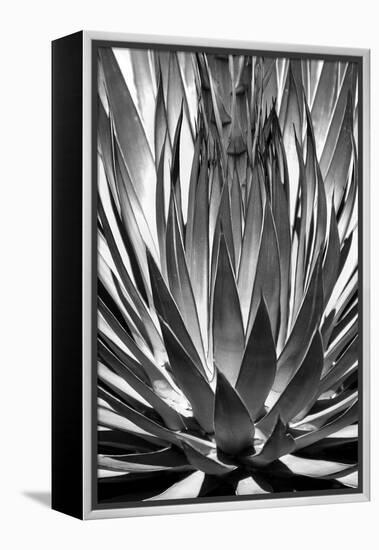 Agave Finale BW-Douglas Taylor-Framed Stretched Canvas