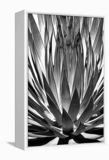 Agave Finale BW-Douglas Taylor-Framed Stretched Canvas