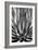 Agave Finale BW-Douglas Taylor-Framed Art Print