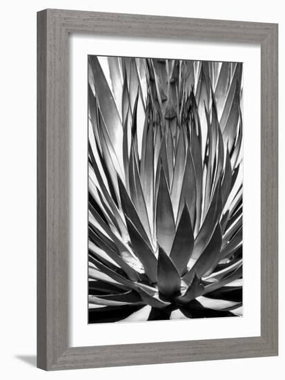 Agave Finale BW-Douglas Taylor-Framed Art Print