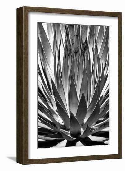 Agave Finale BW-Douglas Taylor-Framed Art Print