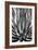 Agave Finale BW-Douglas Taylor-Framed Art Print