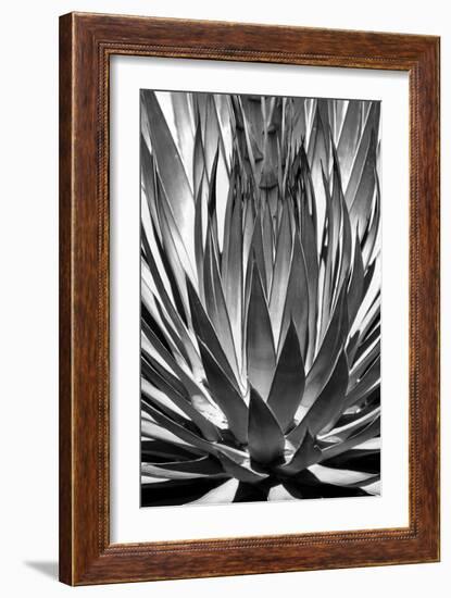 Agave Finale BW-Douglas Taylor-Framed Art Print