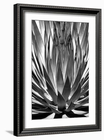 Agave Finale BW-Douglas Taylor-Framed Art Print