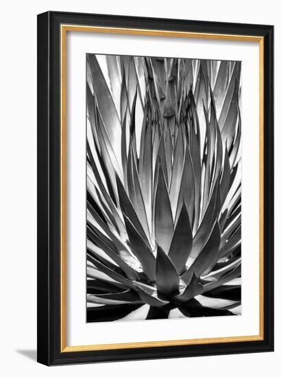 Agave Finale BW-Douglas Taylor-Framed Art Print