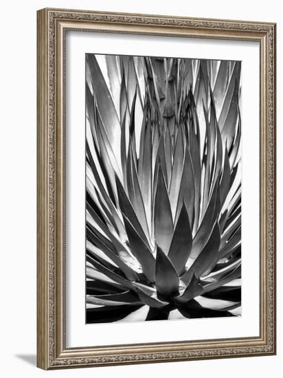 Agave Finale BW-Douglas Taylor-Framed Premium Giclee Print