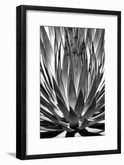 Agave Finale BW-Douglas Taylor-Framed Premium Giclee Print