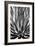 Agave Finale BW-Douglas Taylor-Framed Premium Giclee Print