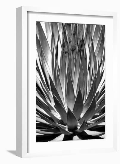 Agave Finale BW-Douglas Taylor-Framed Premium Giclee Print