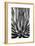 Agave Finale BW-Douglas Taylor-Framed Premium Giclee Print