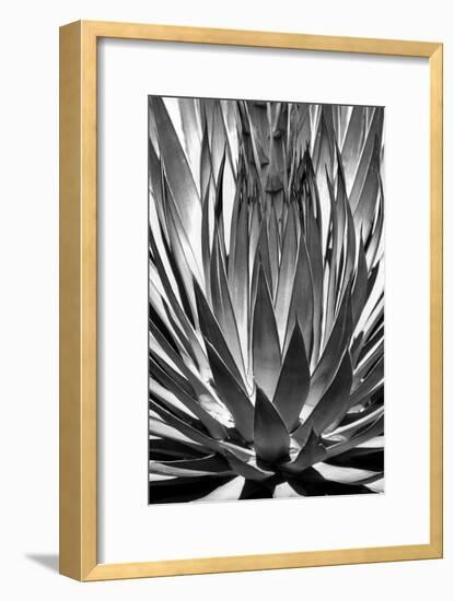 Agave Finale BW-Douglas Taylor-Framed Premium Giclee Print