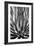 Agave Finale BW-Douglas Taylor-Framed Premium Giclee Print