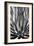 Agave Finale BW-Douglas Taylor-Framed Premium Giclee Print