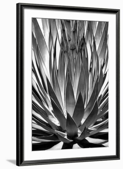 Agave Finale BW-Douglas Taylor-Framed Art Print