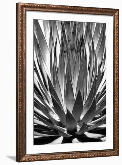 Agave Finale BW-Douglas Taylor-Framed Art Print