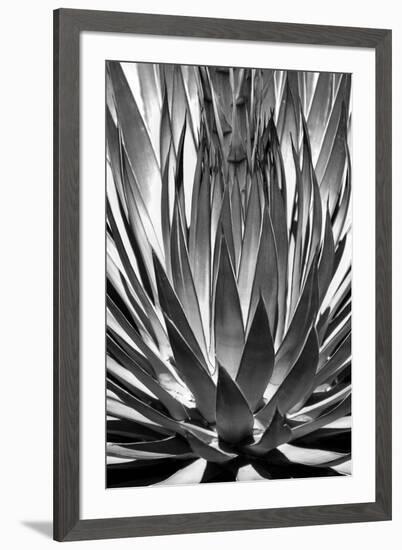 Agave Finale BW-Douglas Taylor-Framed Art Print