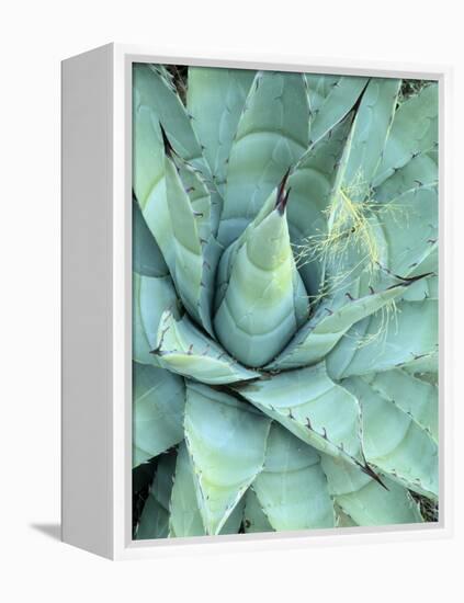 Agave Growing in Organ Pipe Cactus National Monument, Ajo Mountains, Arizona, USA-Scott T. Smith-Framed Premier Image Canvas