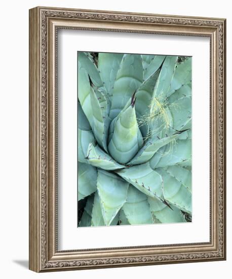 Agave Growing in Organ Pipe Cactus National Monument, Ajo Mountains, Arizona, USA-Scott T. Smith-Framed Photographic Print