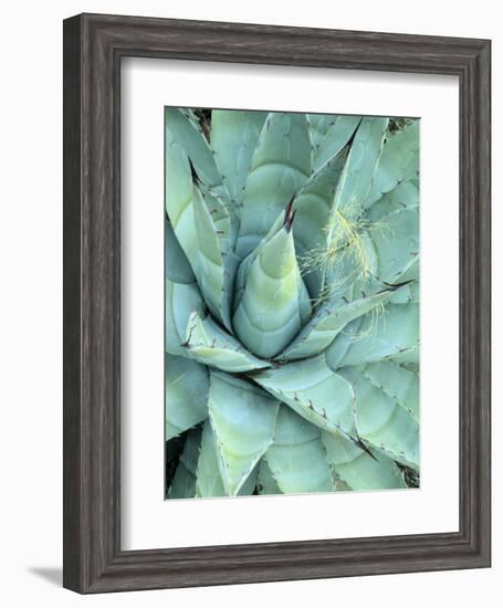 Agave Growing in Organ Pipe Cactus National Monument, Ajo Mountains, Arizona, USA-Scott T. Smith-Framed Photographic Print