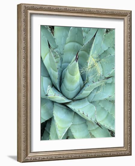 Agave Growing in Organ Pipe Cactus National Monument, Ajo Mountains, Arizona, USA-Scott T. Smith-Framed Photographic Print