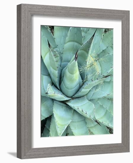 Agave Growing in Organ Pipe Cactus National Monument, Ajo Mountains, Arizona, USA-Scott T. Smith-Framed Photographic Print