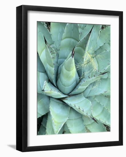 Agave Growing in Organ Pipe Cactus National Monument, Ajo Mountains, Arizona, USA-Scott T. Smith-Framed Photographic Print